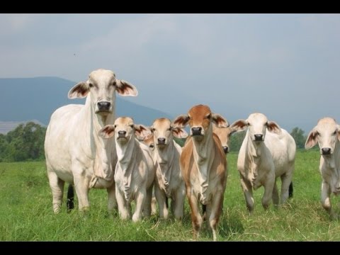 Coruña: Líder en Sistemas de Tierra para la Industria